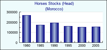 Morocco. Horses Stocks (Head)