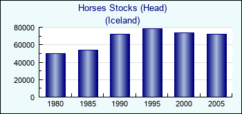 Iceland. Horses Stocks (Head)