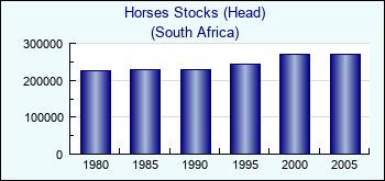 South Africa. Horses Stocks (Head)
