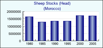 Morocco. Sheep Stocks (Head)