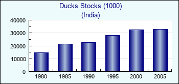 India. Ducks Stocks (1000)